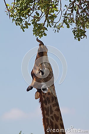 Stretching Giraffe Stock Photo