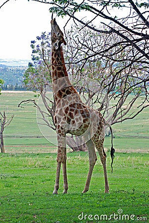 Stretching Giraffe Stock Photo