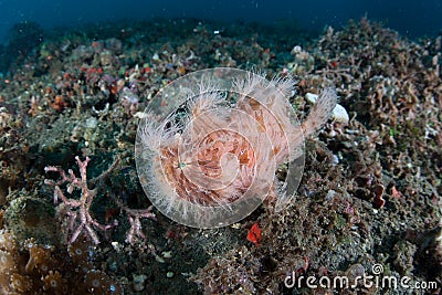 Striated Frogfish Stock Photo