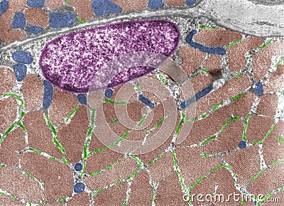 Striated muscle fiber Stock Photo