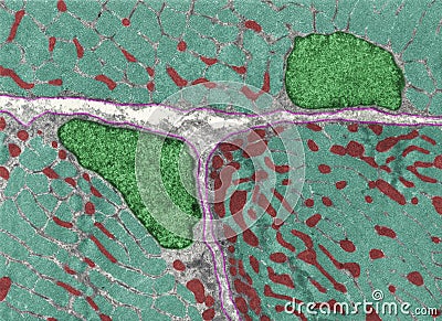 Striated muscle fiber mitochondria Stock Photo