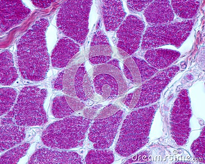 Striated muscle fiber. Myofibrils Stock Photo