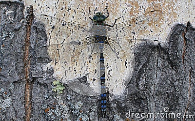 Stricosis stuck to the tree. Stock Photo