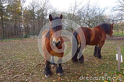 Strict looking brown cold-blooded horse in a grand paddock . Angry horse looks staight at the camera . The other turns its back to Stock Photo
