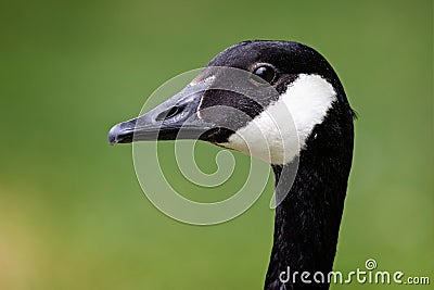 Striking close up of head of adult Canada Goose - side view Stock Photo