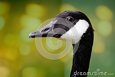 Striking close up of head of adult Canada Goose - side view - in Wiltshire, UK Stock Photo