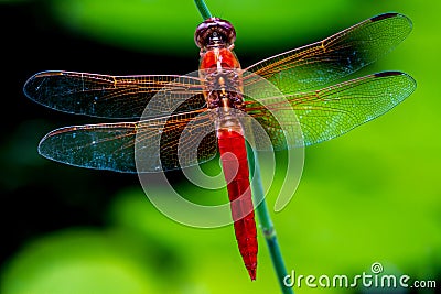 Striking Closeup Overhead View of Red Skimmer or Firecracker Dragonfly with Crisp, Detailed, Intricate, Gossamer Wings Stock Photo