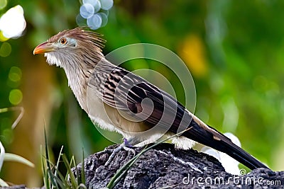 A Striking Closeup Pose of a Guira Cuckoo Bird. Stock Photo