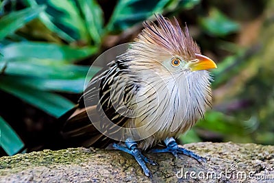 A Striking Closeup Pose of a Guira Cuckoo Bird Stock Photo