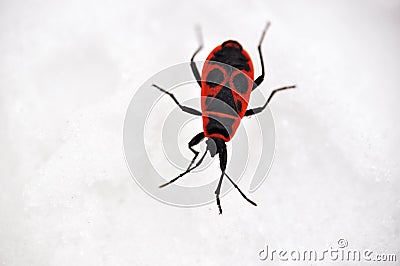 a striking contrast between a vibrant red and black bug against the pristine white snow, showcasing the insectâ€™s intricate Stock Photo