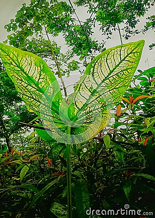 The striking display of taro plants is the main attraction Stock Photo