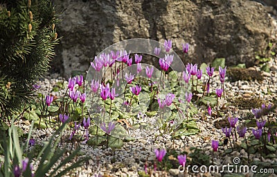 Plants: Close up of striking pink flowers of Alpine Cyclamen. 1 Stock Photo