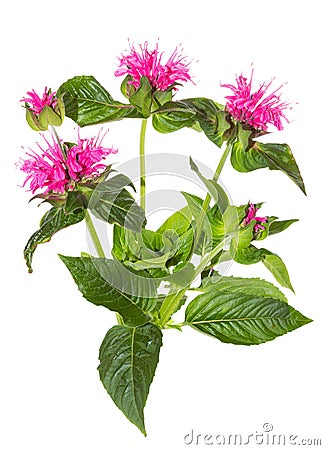 Striking pink flowers of the Crimson Beebalm Stock Photo