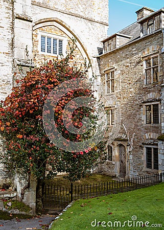 Striking Red Leaved Tree Grows in the Grounds of Ancient Abbey Editorial Stock Photo