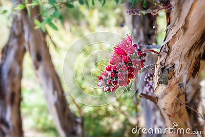 Striking red western australian wildflower growing from tree trunk Stock Photo