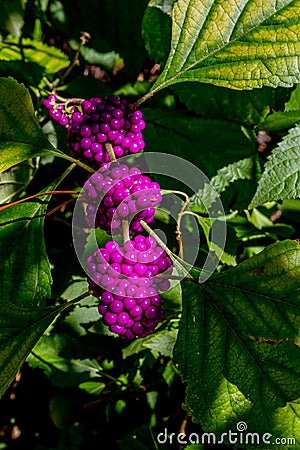 A String of Beautiful Bright Purple Berries Stock Photo