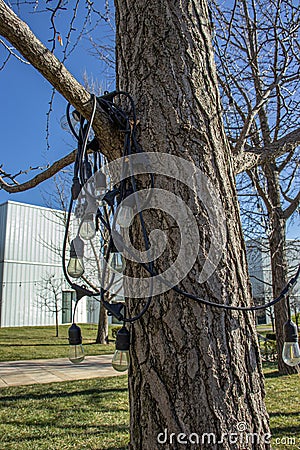 Coiled up string of lights looped around tree branch Editorial Stock Photo