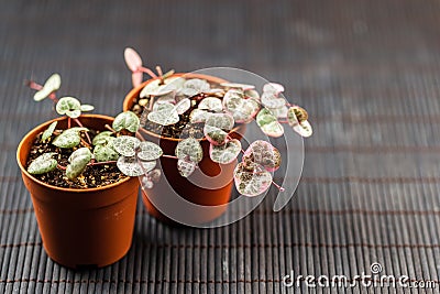 String of hearts young ceropegia plant in a pot Stock Photo