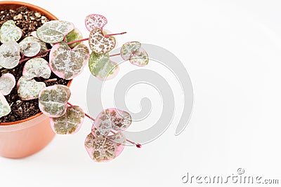 String of hearts young ceropegia plant in a pot Stock Photo