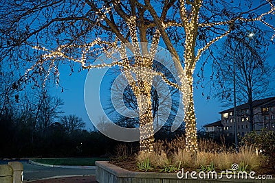 String Lights on Deciduous Trees at Twilight Stock Photo