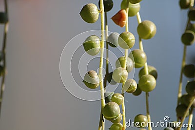 String of Pearls Succulent Stock Photo