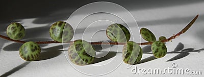 String of turtles (Peperomia prostrata) vine Stock Photo