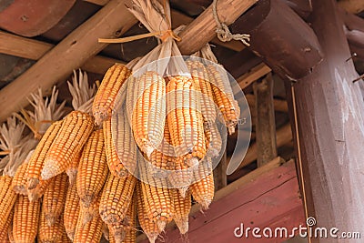 Organic corn drying on rafters of barn outbuilding in rural North Vietnam Stock Photo