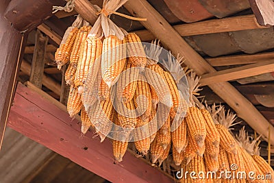 Organic corn drying on rafters of barn outbuilding in rural North Vietnam Stock Photo