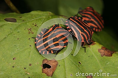 Strip bugs (Graphosoma lineatum) Stock Photo