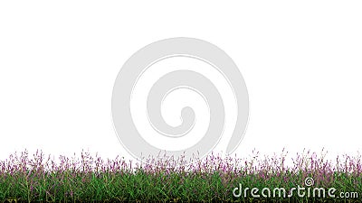 Strip of Wild Green Grass with many Little Purple Flowers Stock Photo