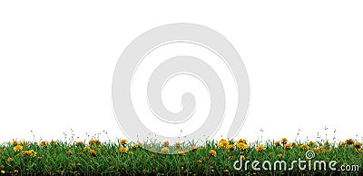 Strip of Wild Green Grass with many Yellow Head Dandelions Stock Photo