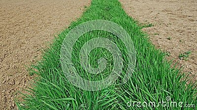 Strip of young fresh green grass between areas of cultivated soil on both sides Stock Photo