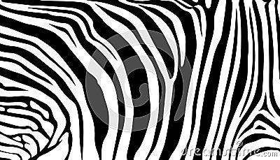 Stripe animals jungle texture zebra vector black white Vector Illustration