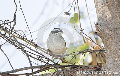 Stripe-headed Sparrow Peucaea ruficauda in Brush in Mexico Stock Photo