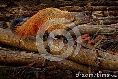 Stripe-necked Mongoose, Herpestes vitticollis, fur coat animal in the nature habitat. Mongoose in the forest, Kabini Nagarhole NP Stock Photo