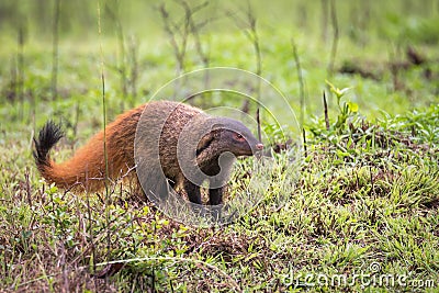 Stripe necked Mongoose Stock Photo