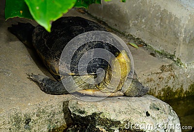 Stripe necked Terrapin (Cyclemys tcheponensis) Stock Photo