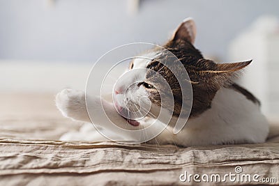 Striped adult cat lies on the bed and licks the paws. A beautiful cat with yellow eyes licking the foot for cleaning. Stock Photo