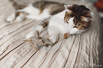 A striped adult cat lies on the bed and playing toy mouse. Stock Photo