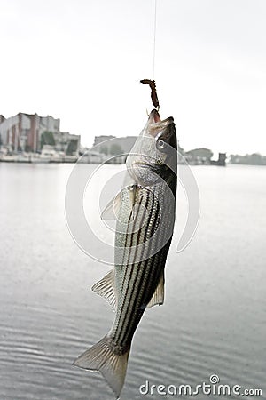Striped bass Stock Photo