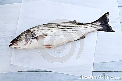 Striped Bass Stock Photo