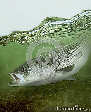 Striped bass striper saltwater fish Stock Photo