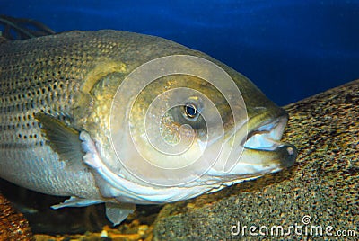 Striped Bass Stock Photo