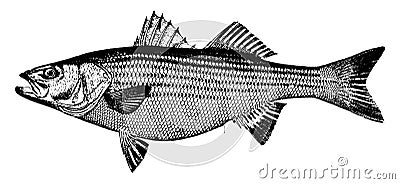 Striped Bass, vintage illustration Vector Illustration