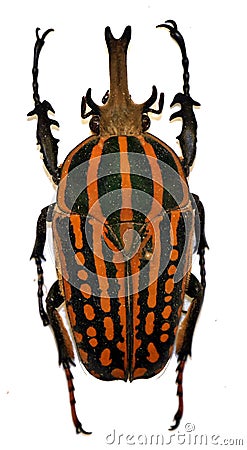 Striped beetle Stock Photo