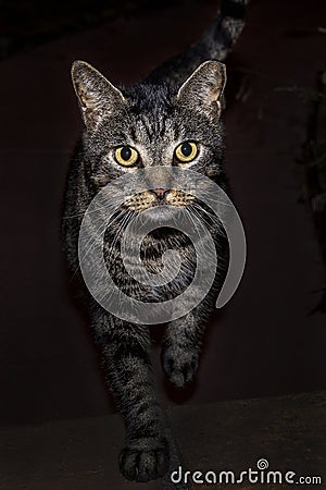 Striped Black Cat In The Dark Stock Photo