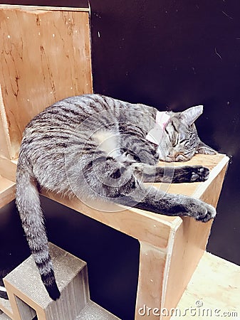 Striped Black and white pet cat sleeping Stock Photo