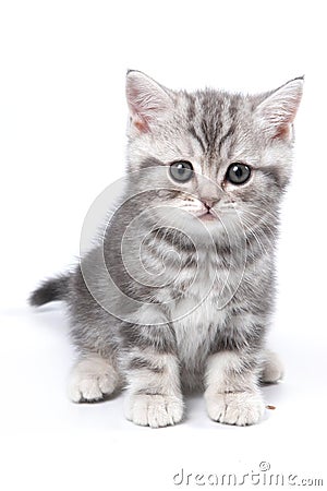 Striped British kitten sitting and looking at the camera Stock Photo