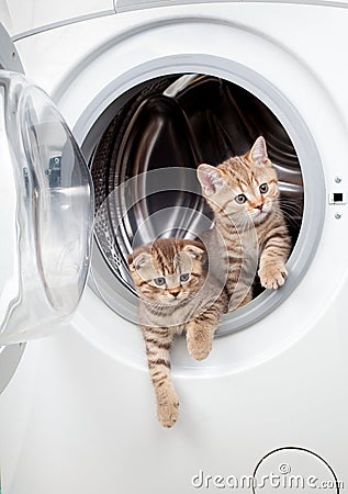 Striped british kittens inside laundry washer Stock Photo