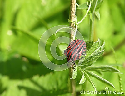 Striped bug chinch Stock Photo